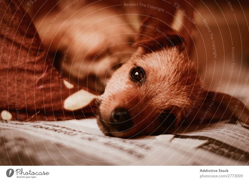 A puppy laying on newspaper Puppy Newspaper Cute Looking into the camera Domestic Dog Delightful Pet Animal Purebred Mammal Breed Small Fur coat doggy Funny