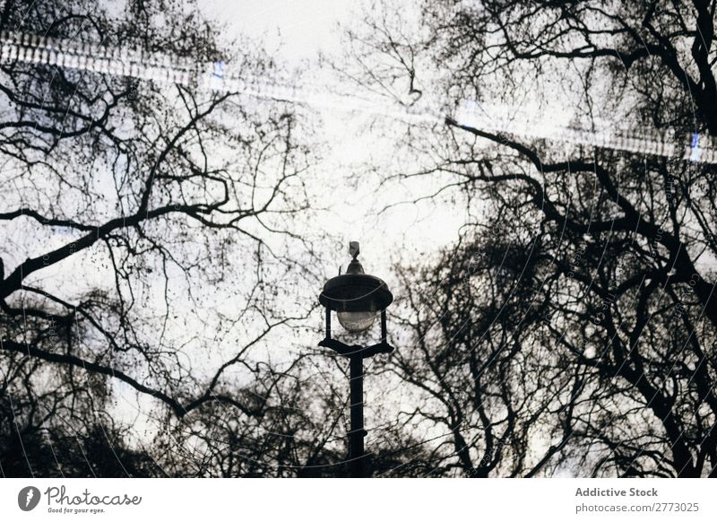 Lonely street lamp Light Lantern Town Evening Lamp Night Exterior shot Street Colorless Park Garden Deserted 1 Tree Plant sinister Forest Fog silence Bare