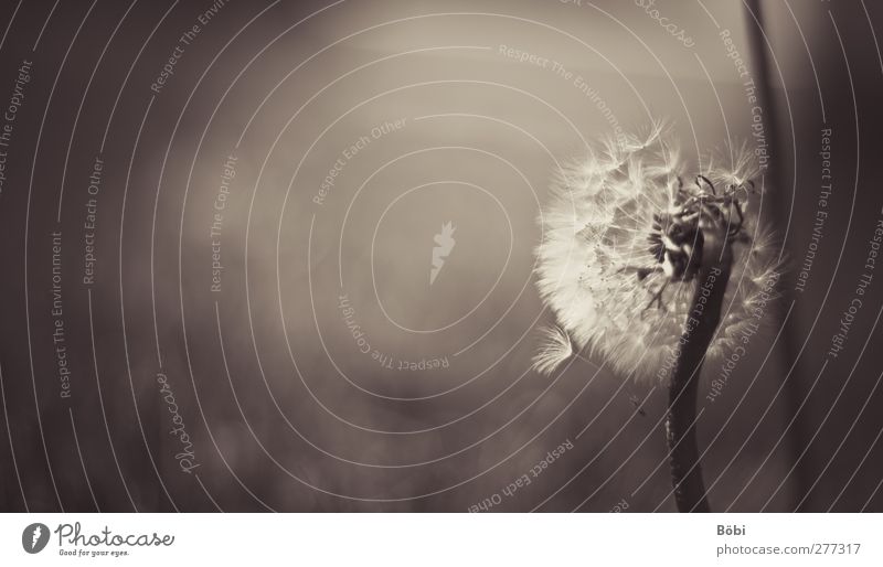 dandelion Environment Nature Plant Animal Flower Dandelion Meadow Soft Brown Subdued colour Exterior shot Close-up Detail Copy Space left Copy Space top Day