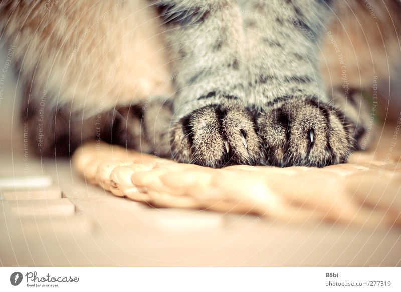 paws Animal Pet Cat 1 Sit Cute Soft Yellow Gray Orange Black Claw Pelt Colour photo Interior shot Detail Copy Space bottom Artificial light Light