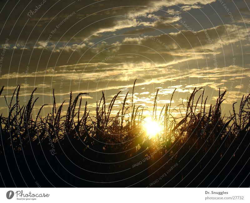 solar field Sunset Field Yellow Clouds Light Wörth am Rhein Rhineland-Palatinate Gold Sky Maize Maximilian sow