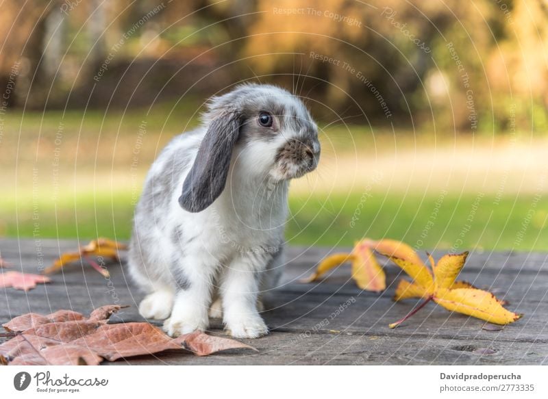 rabbit,  bunny Hare & Rabbit & Bunny Rodent Grass Pet Leaf Youth (Young adults) Background picture White Cute Spring Green Fur coat Ear Beautiful Nature Small 1