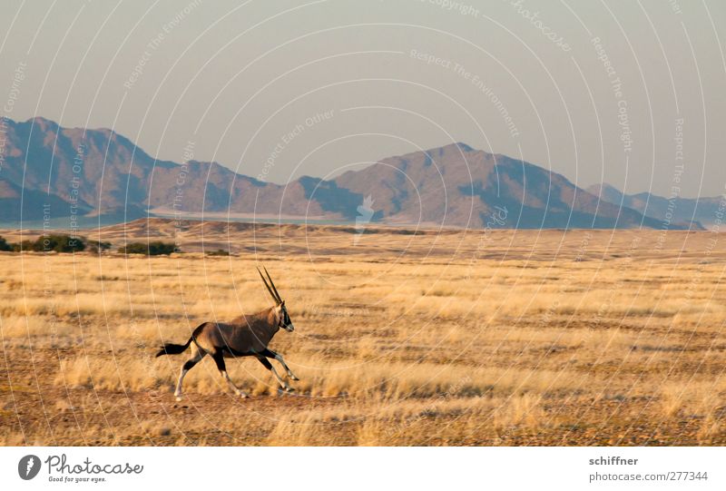 It's running! Environment Nature Landscape Plant Animal Beautiful weather Grass Mountain Desert Wild animal 1 Running Steppe Dune Beach dune Grassland Gemsbok