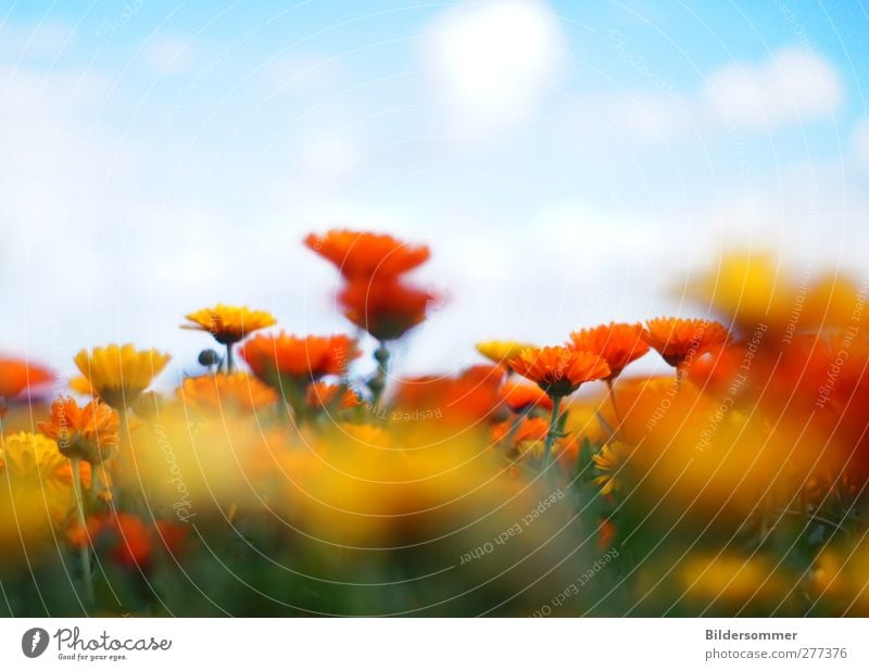 enjoy the silence Vacation & Travel Freedom Nature Landscape Plant Sky Clouds Spring Summer Beautiful weather Flower Geranium Meadow Field Breathe Blossoming