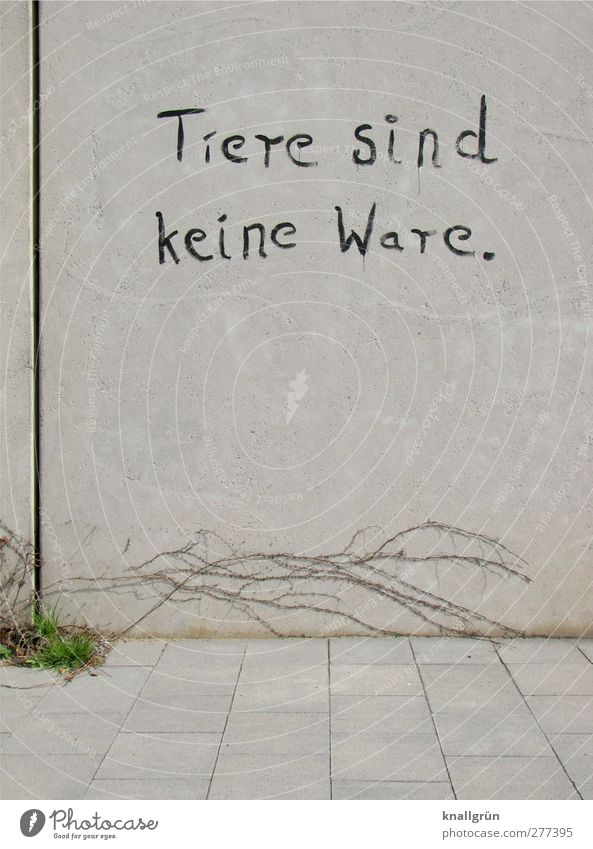 Animals are not commodities. Plant Grass Wild plant Virginia Creeper Tendril Town Wall (barrier) Wall (building) Facade Paving tiles Concrete Characters