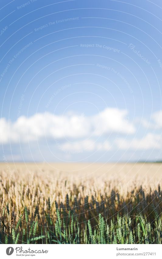 graceful Environment Landscape Sky Clouds Horizon Summer Climate Beautiful weather Agricultural crop Grain Grain field Wheat Wheatfield Wheat ear Healthy Large