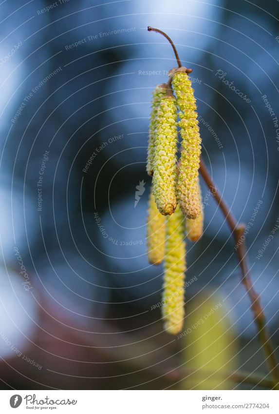 Scrub Boom Nature Plant Winter Bushes Foliage plant Agricultural crop Wild plant Blue Brown Multicoloured Yellow Green Blur Hazelnut Point of light Cold Detail