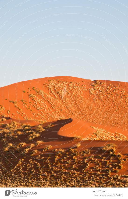 Puschel dune Nature Landscape Beautiful weather Grass Desert Red Beach dune Marram grass Tall Sand Tuft of grass Cloudless sky Curved Shadow play Surrealism