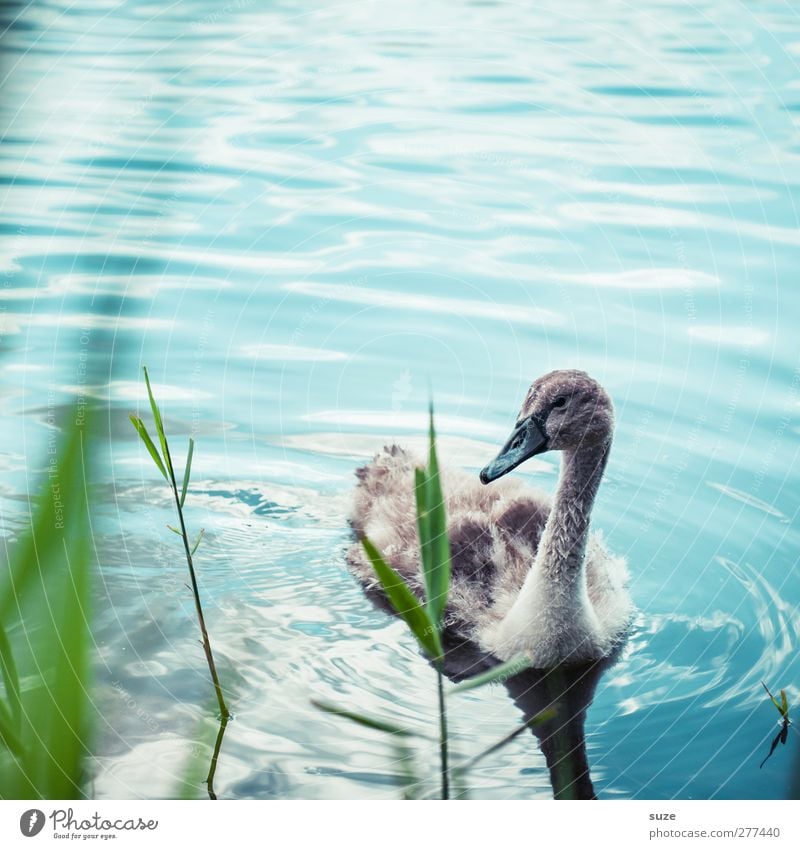 little swan Environment Nature Animal Beautiful weather Grass Lakeside Pond Wild animal Bird Swan 1 Baby animal Observe Small Cute Blue Green Curiosity