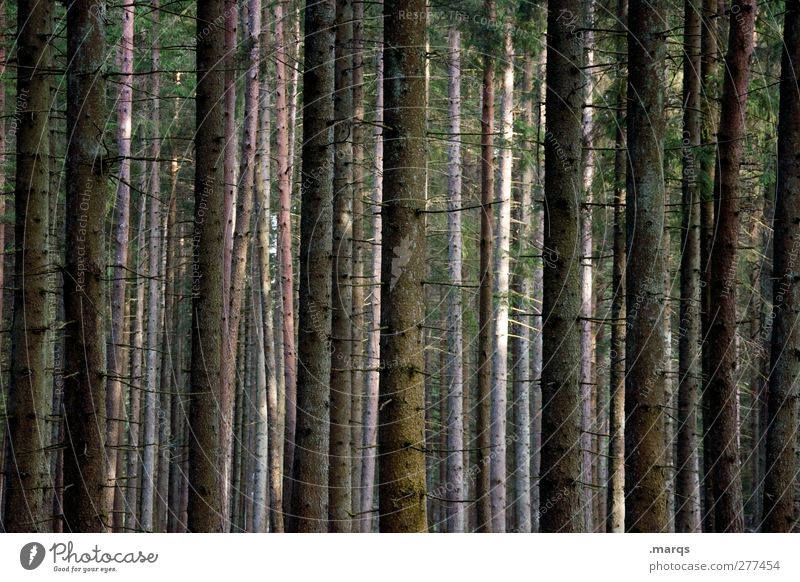 forest Trip Summer Hiking Environment Nature Autumn Climate Climate change Tree Forest Dark Moody Tree trunk Orientation Colour photo Subdued colour