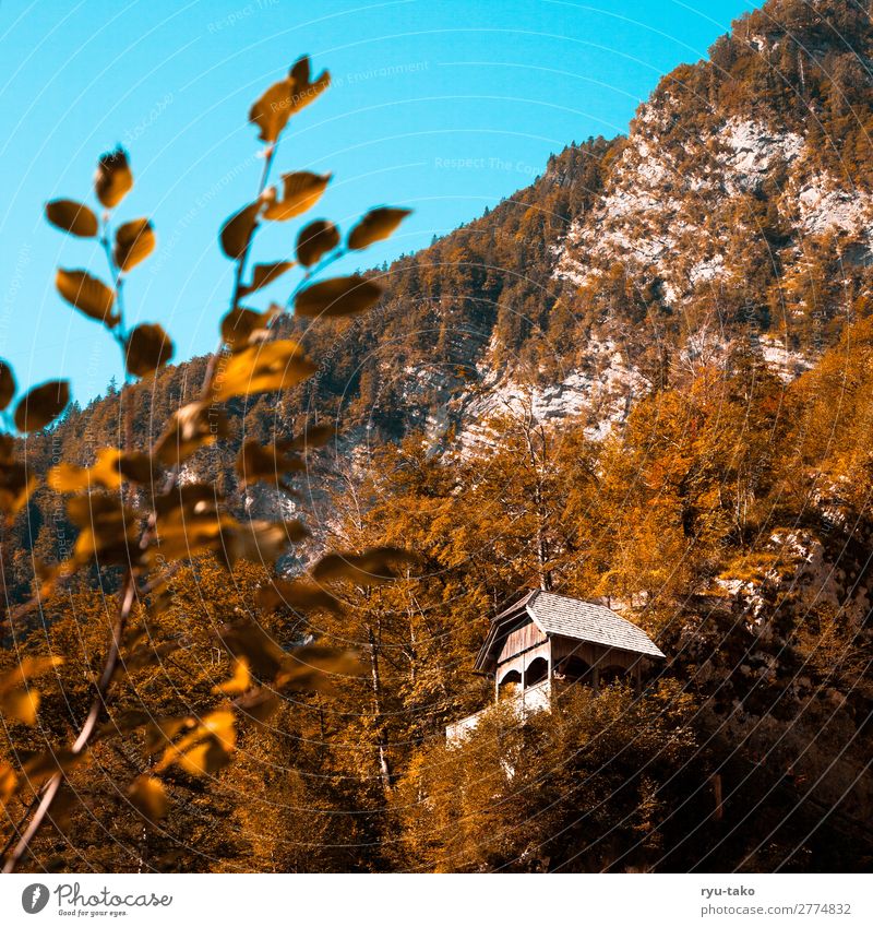 Hut in the mountains Nature Mountain House (Residential Structure) Wooden hut vantage point Hiking Landscape trees Moody detail good weather Warm light covert