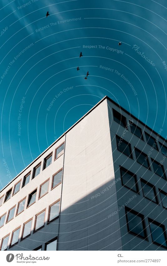 6 birds, 1 building Sky Cloudless sky Weather Beautiful weather Town Downtown Deserted High-rise Manmade structures Building Architecture Wall (barrier)