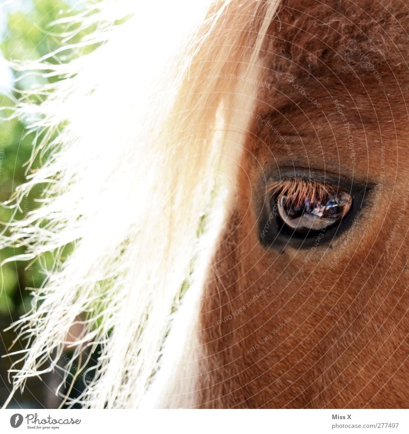 pony pony Hair and hairstyles Blonde Animal Farm animal Horse 1 Eyes Pony Pelt animal hair Colour photo Exterior shot Close-up Deserted Light Sunlight