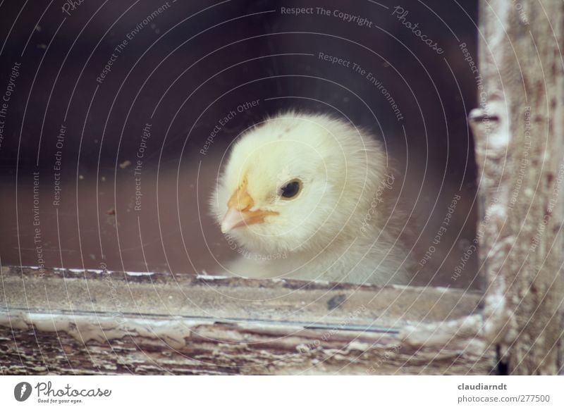 The world out there Animal Farm animal Bird Animal face Zoo Chick Barn fowl Baby animal 1 Cute Yellow Beak Window pane Looking View from a window Soft Fuzz