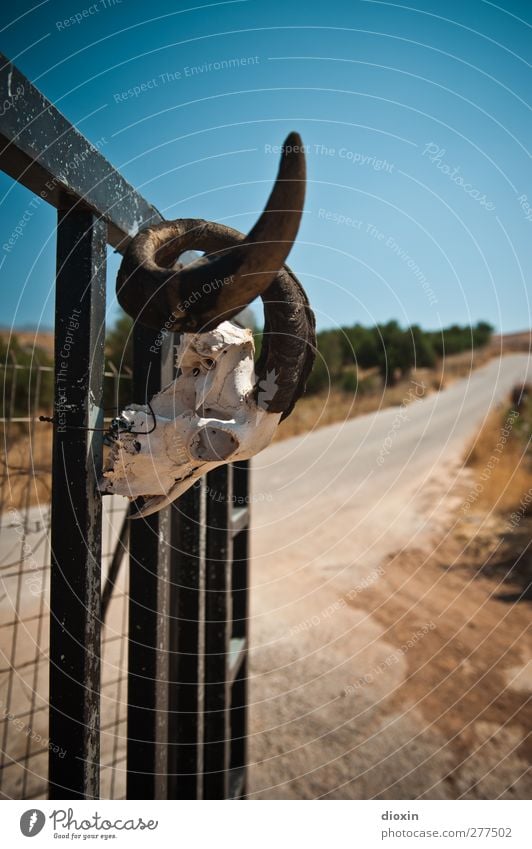 On The Road To Chamancinco Gate Street Animal Dead animal Buck Ram Antlers Animal skull Infinity Hot Rebellious Dry Adventure Loneliness Colour photo