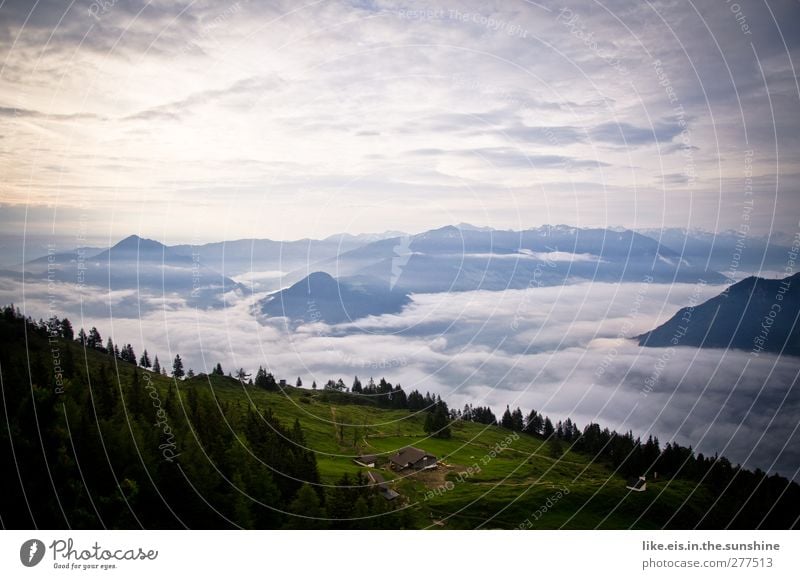 heidi for a day. Relaxation Calm Vacation & Travel Far-off places Freedom Summer vacation Mountain Landscape Clouds Beautiful weather Tree Forest Alps Peak