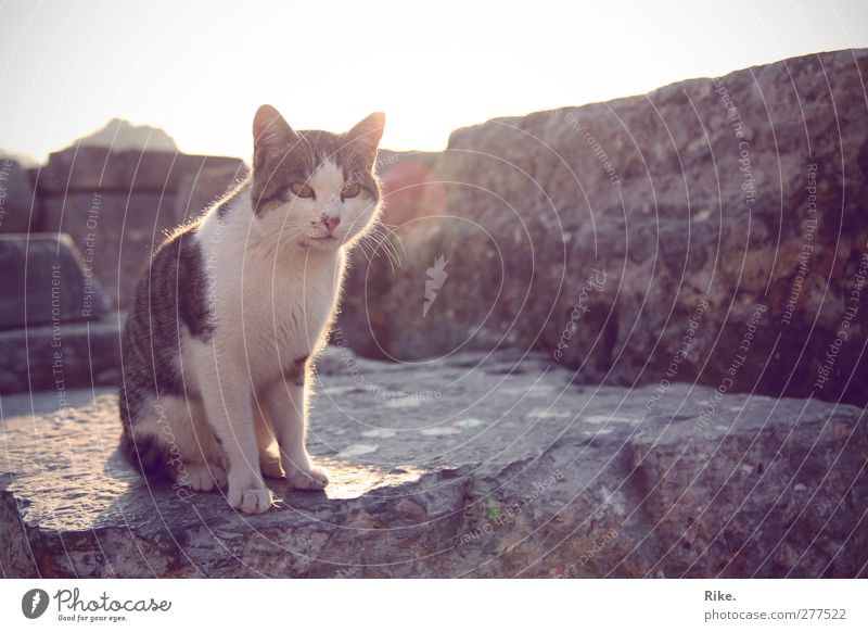 Just a minute. Environment Sun Summer Wall (barrier) Wall (building) Facade Animal Pet Cat 1 Stone Observe Relaxation Sit Threat Free Beautiful Astute Cute