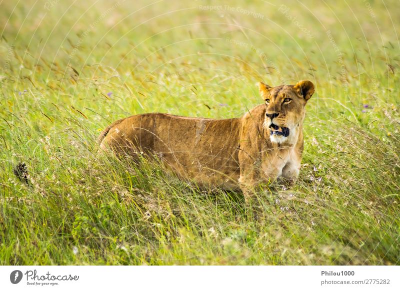 Lioness sitting in the savannah Face Vacation & Travel Woman Adults Nature Animal Park Cat Natural Wild Yellow Dangerous Nairobi Africa african background