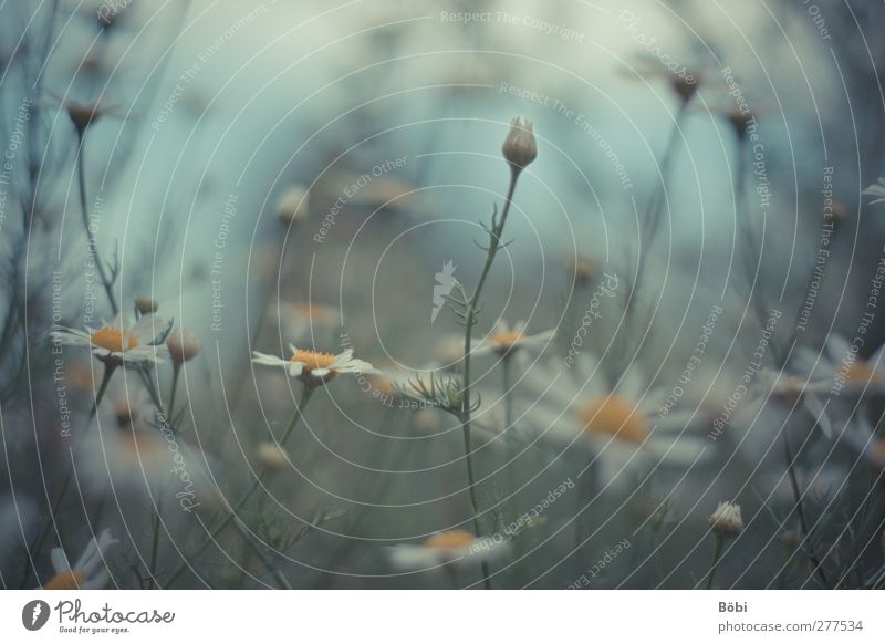 sea of flowers Environment Nature Plant Flower Blossom Wild plant Chamomile Camomile blossom Meadow Colour photo Exterior shot Deserted Copy Space top Day