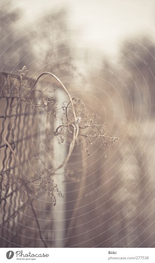 fence brush Environment Plant Bushes Wild plant Fence Metal Brown Blur Colour photo Subdued colour Exterior shot Close-up Deserted Copy Space right