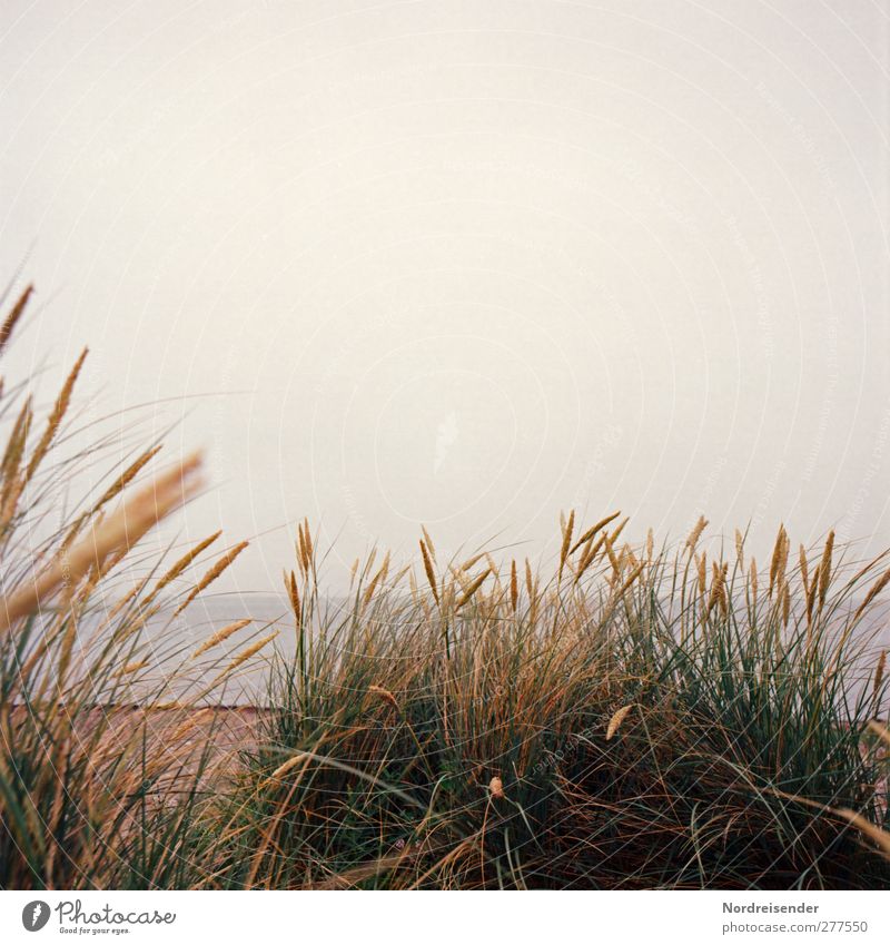 On the beach of Gedser Nature Landscape Plant Climate Bad weather Fog Rain Coast Beach Baltic Sea Ocean Idyll Moody Warm colour Warm light Marram grass Dune