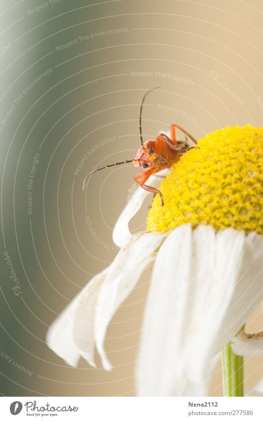 inquisitiveness Nature Plant Animal Summer Flower Blossom Wild plant Meadow Field Beetle 1 Small Curiosity Cute Yellow Orange Red White Camomile blossom