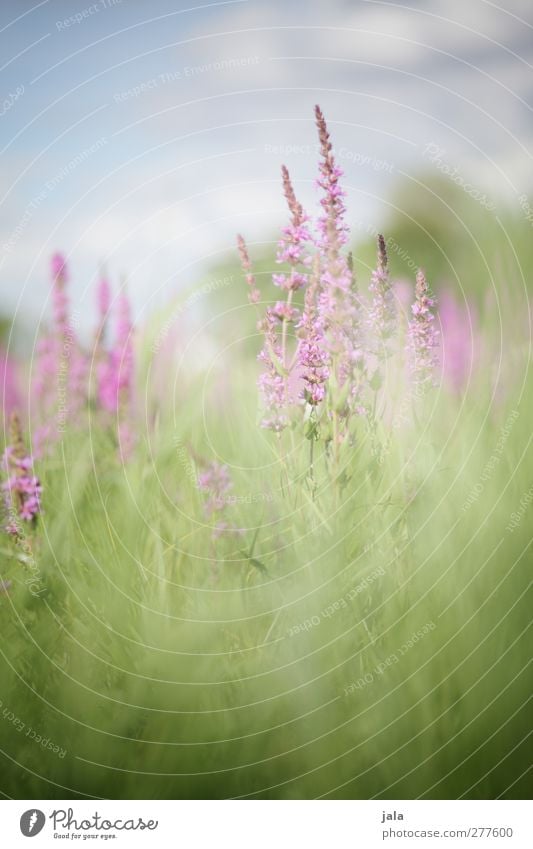 meadow Environment Nature Landscape Sky Summer Plant Flower Grass Leaf Blossom Wild plant Meadow Natural Blue Green Violet Pink Joy Joie de vivre (Vitality)