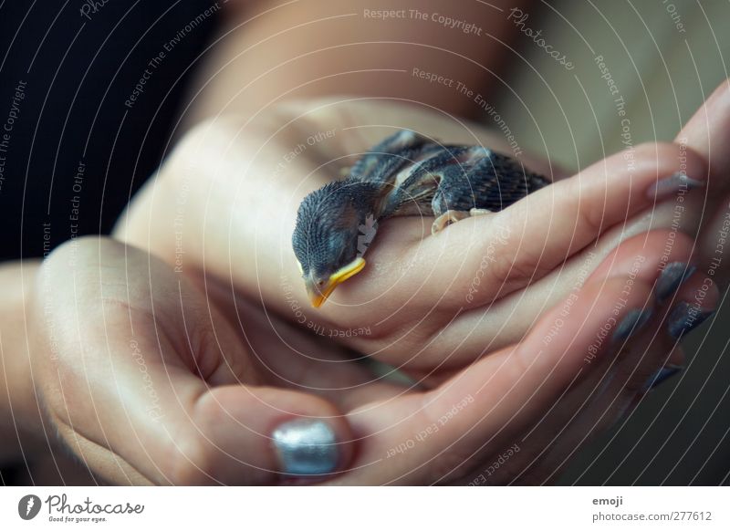 RIP small bird Animal Wild animal Dead animal Bird 1 Baby animal Cute Colour photo Interior shot Close-up Macro (Extreme close-up) Day Shallow depth of field