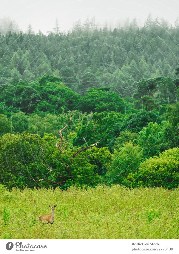 Green mixed woods Forest Lush Deer Landscape wildlife national Natural Wilderness Park Animal tranquil Beauty Photography Adventure Seasons Summer Exterior shot