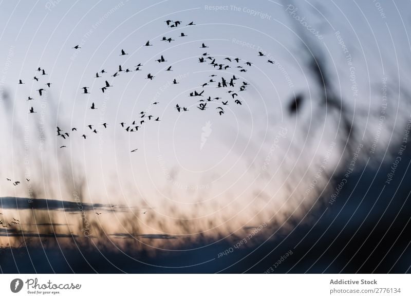 Black birds on blue sky Sky Bird Freedom wildlife in motion Flying Silhouette Flock Nature Peace Beautiful Dramatic Bright Sunlight Story Peaceful Group