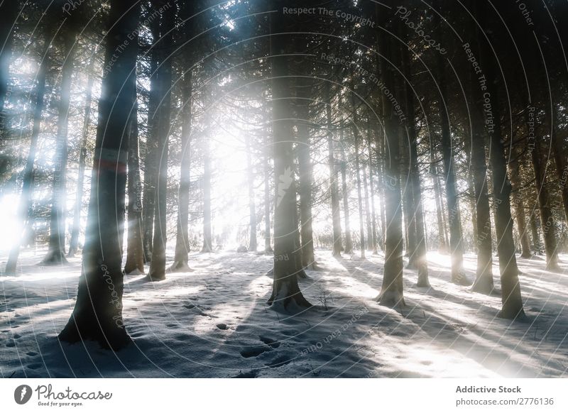 Trees in winter woods Forest Winter Snow Sunbeam Nature Cold White Frost Landscape Seasons Beautiful Freeze Hoar frost Scene Vacation & Travel Frozen Weather