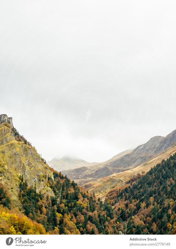 Valley with trees in mountains Mountain Range Forest Landscape Panorama (Format) terrain Evergreen scenery Vacation & Travel Traveling Adventure Serene