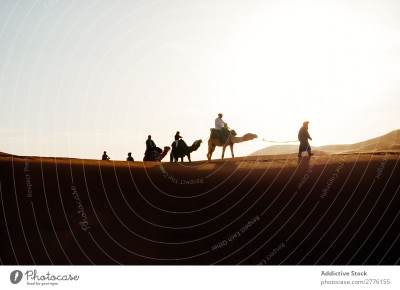 Caravan walking in desert Camel Desert Walking Human being Vacation & Travel Tourism Nature Africa Trip African Sand Animal Silhouette Sun Summer Landscape