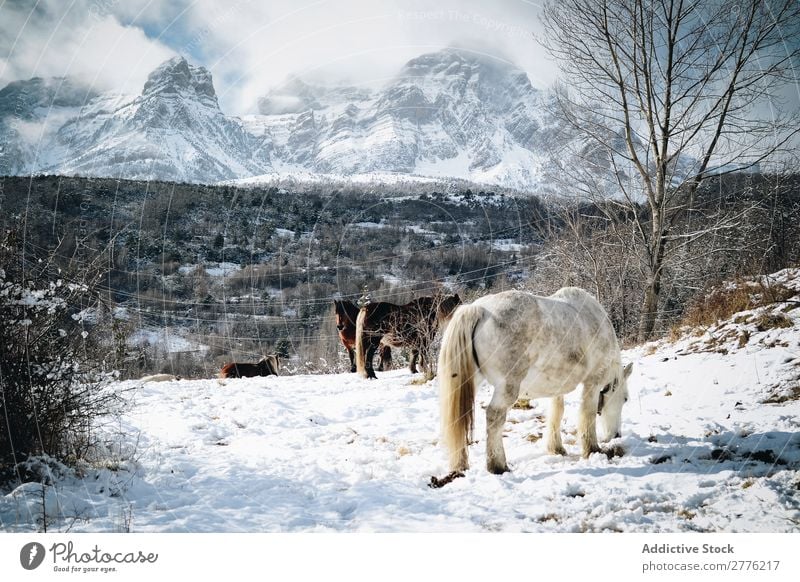 Horses walking in mountains Mountain Snow Nature Peak Landscape Park Beautiful Vantage point Wild Winter stallion Alpine Air Day Mammal Domestic Peaceful