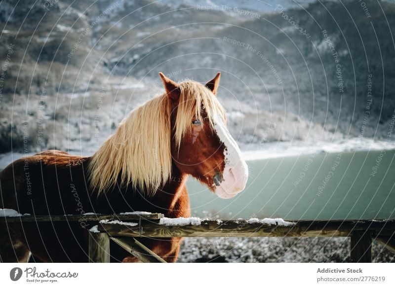 Horse in snow mountains Blonde Fence Wood Mane Mountain Snow Nature Landscape Park Beautiful Vantage point Wild Winter stallion Alpine Air Day Mammal Domestic