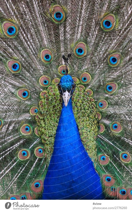 Peacock 1 Animal Pet Wild animal Bird Environment Colour photo Animal portrait Front view Half-profile Forward