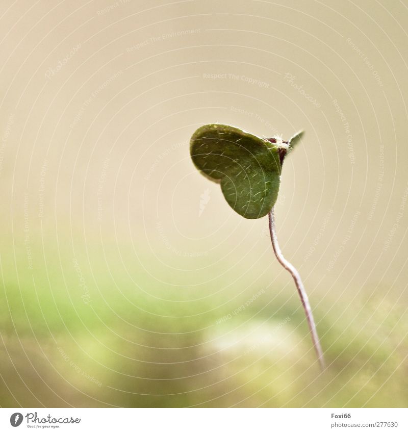 love of nature Plant Air Summer Wild plant Meadow Observe Movement Discover Exceptional Small Natural Beautiful Yellow Green White Moody Enthusiasm Love