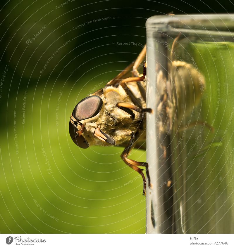 already braked today? Animal Wild animal Brakes horse brake 1 Hunting Wait Large Creepy Feminine Yellow Green Colour photo Close-up Shallow depth of field