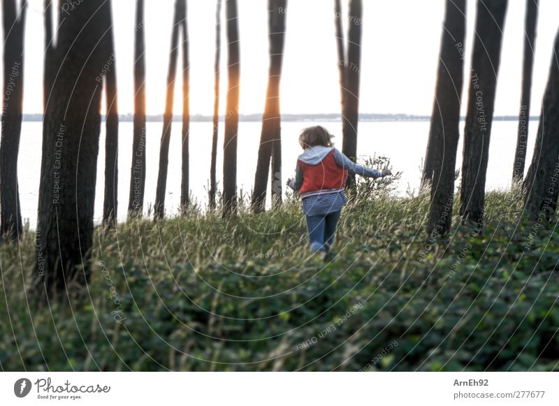 forest run Young woman Youth (Young adults) 1 Human being Nature Tree Bushes Foliage plant Wild plant Forest Walking Colour photo Exterior shot Twilight