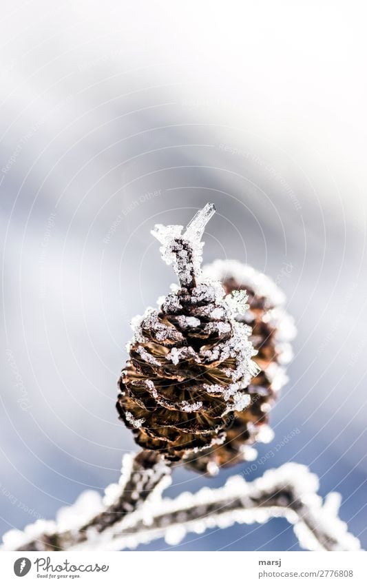 Suppository with crystal decoration Nature Winter Ice Frost Cone Alder cone Crystal Cold Natural Ice crystal Frozen Experiencing nature Colour photo