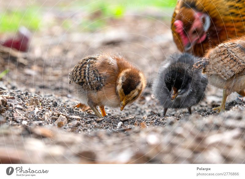 Chickens looking for food in a farm yard Eating Life Summer Garden Easter Baby Family & Relations Nature Animal Grass Pet Bird Small Natural Cute Brown Green