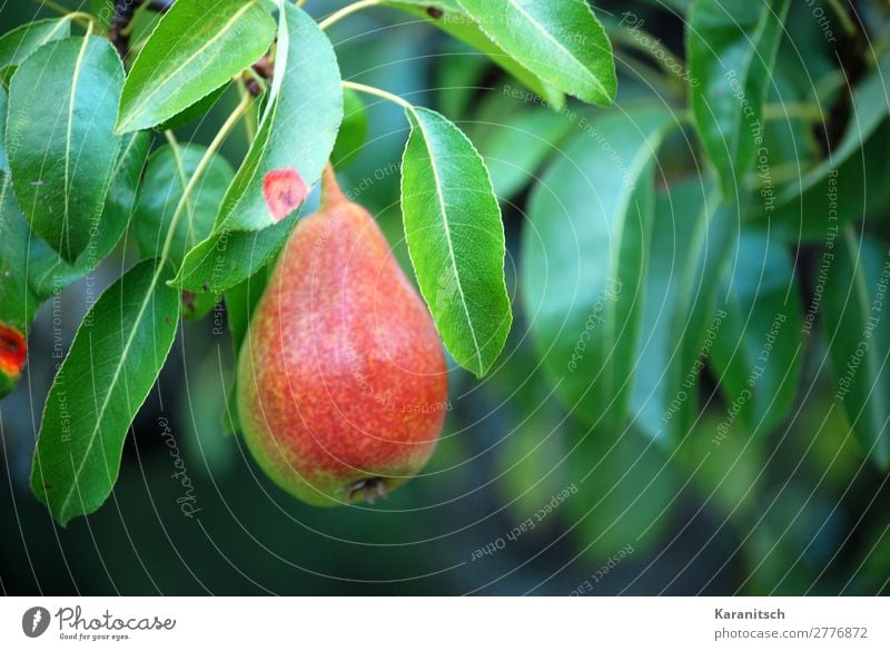 Pear on the tree Food Fruit Nutrition Organic produce Nature Plant Summer Autumn Tree Leaf Garden To enjoy Hang Illuminate Esthetic Fresh Healthy Delicious