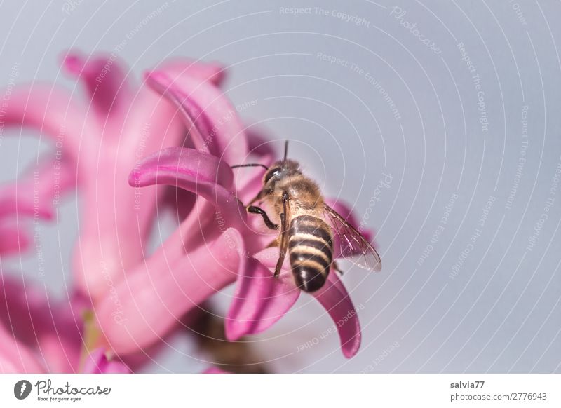 flower visit Environment Nature Spring Plant Flower Blossom Hyacinthus Garden Animal Farm animal Bee Insect Honey bee apis 1 Blossoming Fragrance Sprinkle