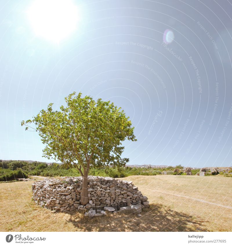 shaded place Nature Landscape Sky Cloudless sky Horizon Beautiful weather Tree Far-off places Calm Stone wall Pile of stones Green Croatia Reflection Warmth