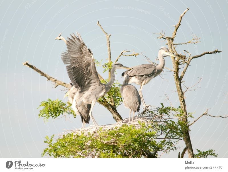 Don't push! Environment Nature Animal Tree Treetop Wild animal Bird Wing Heron Grey heron 4 Group of animals Baby animal Movement Stand Together Natural Blue