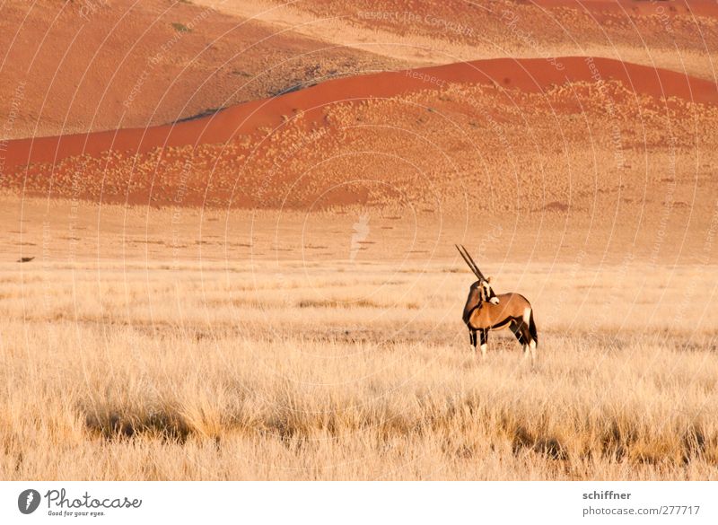 Where'd everybody go? Environment Nature Landscape Grass Desert Animal Wild animal 1 Looking Stand Red Loneliness Individual Dune Beach dune Marram grass