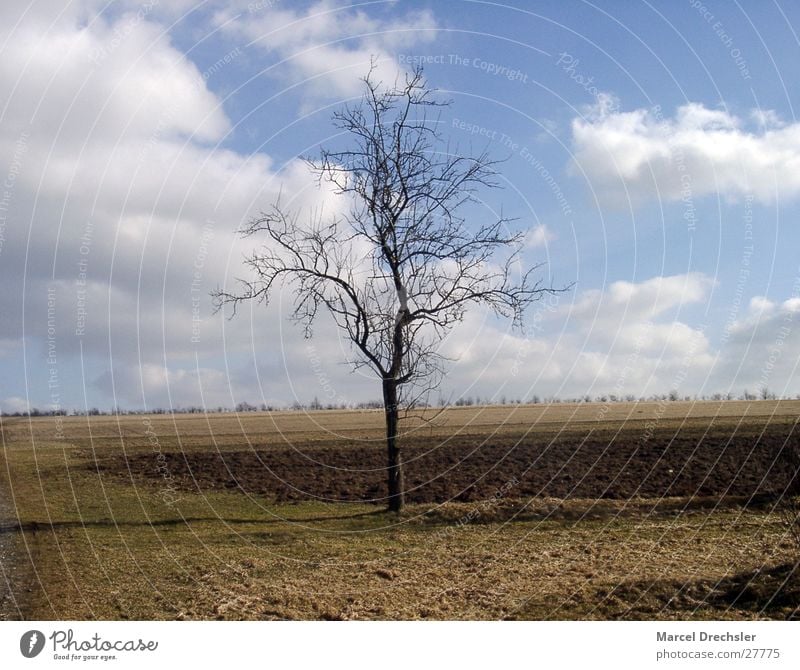 lonely tree Tree Loneliness Horizon Clouds February March April Brown Pasture Sky Old