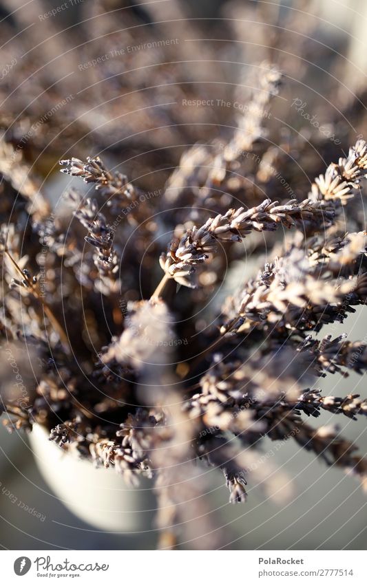 #A# Lavender scent Art Esthetic France Fragrance Fragrant Provence Lavande harvest Southern France Colour photo Subdued colour Interior shot Studio shot