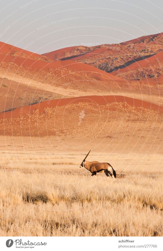 Then I'll go too... Environment Nature Landscape Animal Wild animal 1 Going Red Loneliness Individual Dune Beach dune Steppe Desert Safari Grass Grassland