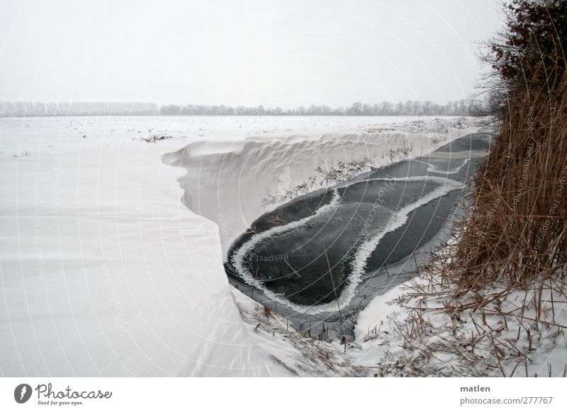 anticipation Landscape Sky Clouds Winter Weather Ice Frost Snow reed Field Brown White Frozen Dig Subdued colour Exterior shot Copy Space left Copy Space top